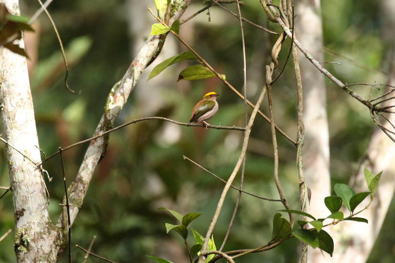 FIERY-CAPPED MANAKIN